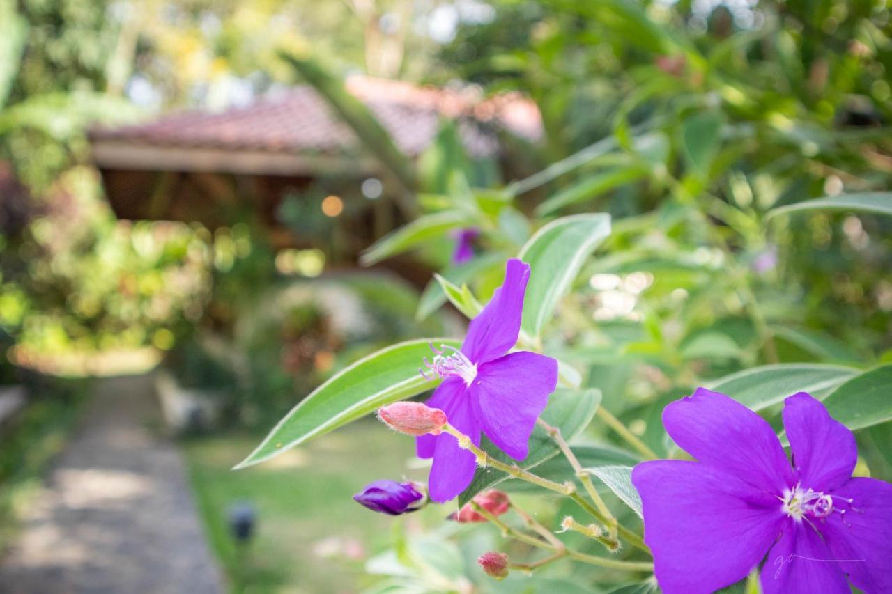 Hotel Casa Merlin Puerto Viejo de Talamanca Eksteriør billede